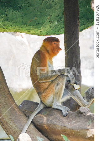 proboscis monkey is sitting on a tree branch, looking down at his hands, which are holding a piece of food. proboscis monkey is sitting on a tree branch, looking down at his hands, which are holding a piece of food. 129267926