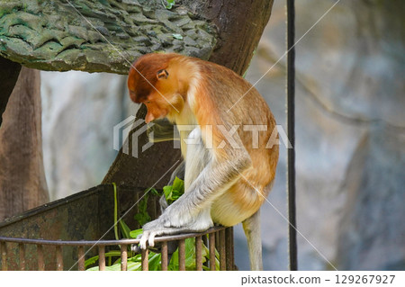 proboscis monkey is sitting on a tree branch, looking down at his hands, which are holding a piece of food. 129267927