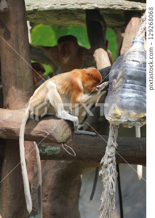 A Bekantan or proboscis monkey peers into a plastic bottle hanging from a rope, while other monkeys are visible in the background. 129268068