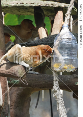 A Bekantan or proboscis monkey peers into a plastic bottle hanging from a rope, while other monkeys are visible in the background. A Bekantan or proboscis monkey peers into a plastic bottle hanging from a rope, while other monkeys are visible in the background. 129268069