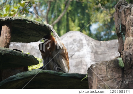 Bekantan or proboscis monkey sits on a wooden structure, holding a small piece of food. 129268174