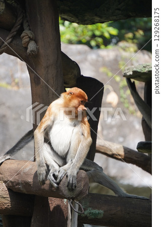 Bekantan or proboscis monkey sits on a wooden structure, holding a small piece of food. Bekantan or proboscis monkey sits on a wooden structure, holding a small piece of food. 129268175