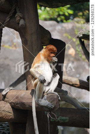 Bekantan or proboscis monkey sits on a wooden structure, holding a small piece of food. Bekantan or proboscis monkey sits on a wooden structure, holding a small piece of food. 129268178