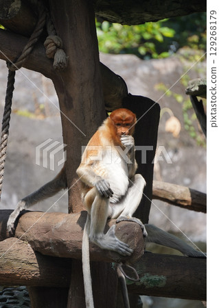 Bekantan or proboscis monkey sits on a wooden structure, holding a small piece of food. Bekantan or proboscis monkey sits on a wooden structure, holding a small piece of food. 129268179