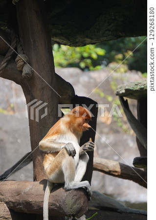 Bekantan or proboscis monkey sits on a wooden structure, holding a small piece of food. Bekantan or proboscis monkey sits on a wooden structure, holding a small piece of food. 129268180