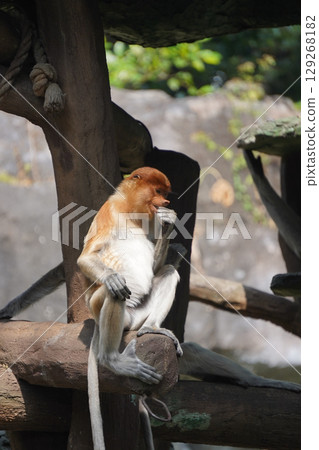 Bekantan or proboscis monkey sits on a wooden structure, holding a small piece of food. Bekantan or proboscis monkey sits on a wooden structure, holding a small piece of food. 129268182