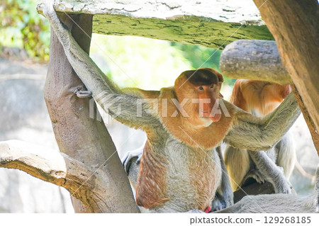 Bekantan or proboscis monkey sits on a wooden structure, holding a small piece of food. 129268185