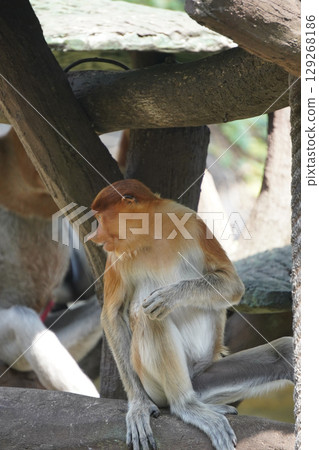 Bekantan or proboscis monkey sits on a wooden structure, holding a small piece of food. 129268186