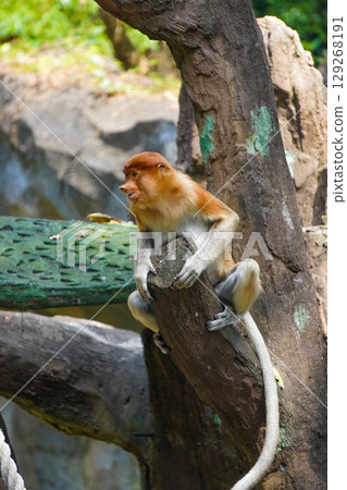 Bekantan or proboscis monkey sits on a wooden structure, holding a small piece of food. Bekantan or proboscis monkey sits on a wooden structure, holding a small piece of food. 129268191