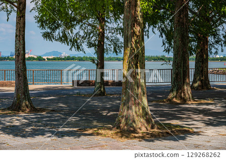 Summer scenery at Lake Biwa Nagisa Park, Otsu City, Shiga Prefecture Summer scenery at Lake Biwa Nagisa Park, Otsu City, Shiga Prefecture 129268262