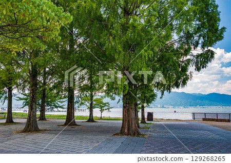 滋賀縣大津市琵琶湖渚公園的夏日風景 滋賀縣大津市琵琶湖渚公園的夏日風景 129268265