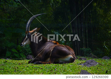 A Sable Antelope rests on a grassy hill, its long, curved horns visible against a backdrop of lush green bamboo. 129268300