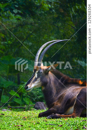 A Sable Antelope rests on a grassy hill, its long, curved horns visible against a backdrop of lush green bamboo. A Sable Antelope rests on a grassy hill, its long, curved horns visible against a backdrop of lush green bamboo. 129268304