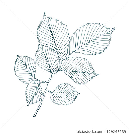 Hand-drawn elm brunch with leaves isolated on white background. Sketch line style vector illustration. 129268389