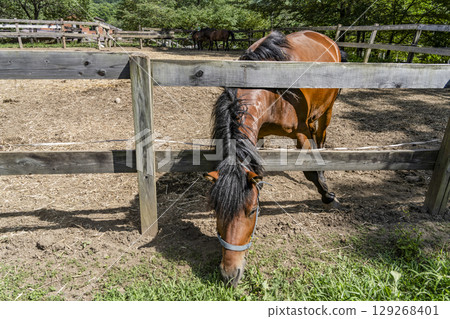 木曾馬(木曾馬村開田高原) 木曾馬(木曾馬村開田高原) 129268401
