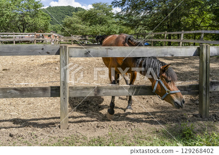Kiso horse (at Kaida Kogen, Kiso horse village) 129268402