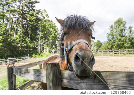 木曾馬(木曾馬村開田高原) 木曾馬(木曾馬村開田高原) 129268403