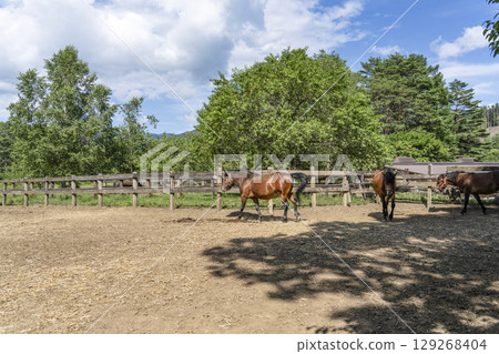 木曾馬(木曾馬村開田高原) 木曾馬(木曾馬村開田高原) 129268404