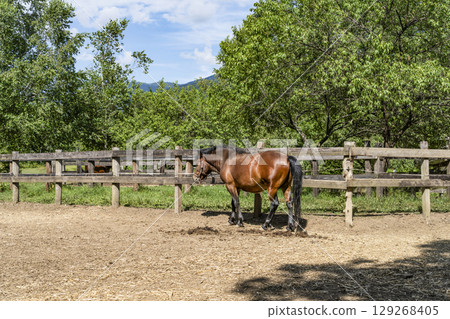 Kiso horse (at Kaida Kogen, Kiso horse village) Kiso horse (at Kaida Kogen, Kiso horse village) 129268405