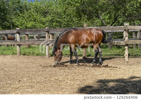 Kiso horse (at Kaida Kogen, Kiso horse village) Kiso horse (at Kaida Kogen, Kiso horse village) 129268406