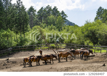 木曾馬（木曾馬村開田高原） 129268407