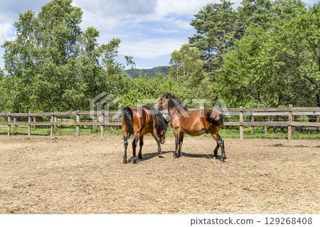 木曾馬（木曾馬村開田高原） 129268408