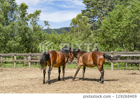木曾馬（木曾馬村開田高原） 129268409