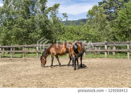 木曾馬(木曾馬村開田高原) 木曾馬(木曾馬村開田高原) 129268411