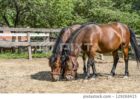 Kiso horse (at Kaida Kogen, Kiso horse village) 129268415
