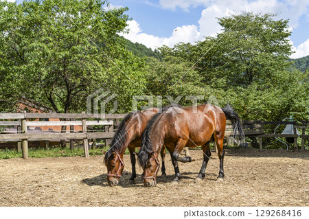 木曾馬(木曾馬村開田高原) 木曾馬(木曾馬村開田高原) 129268416