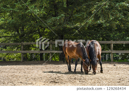 木曾馬(木曾馬村開田高原) 木曾馬(木曾馬村開田高原) 129268434