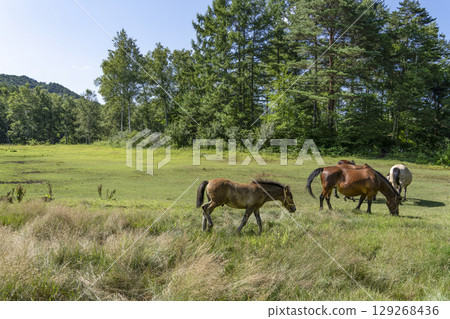木曾馬(木曾馬村開田高原) 木曾馬(木曾馬村開田高原) 129268436