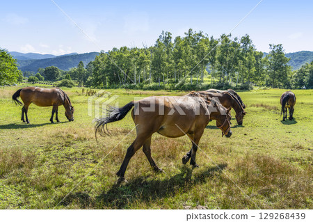 木曾馬(木曾馬村開田高原) 木曾馬(木曾馬村開田高原) 129268439