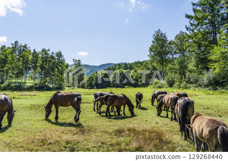 木曾馬(木曾馬村開田高原) 木曾馬(木曾馬村開田高原) 129268440