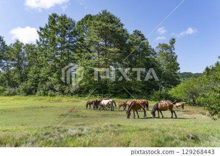 木曾馬(木曾馬村開田高原) 木曾馬(木曾馬村開田高原) 129268443