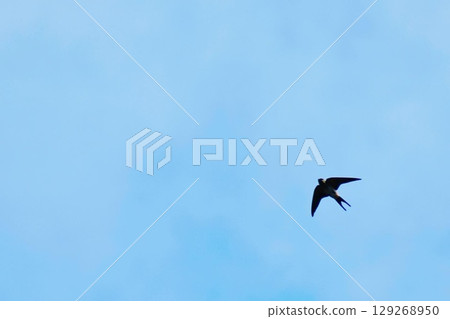 一隻燕子在天上翱翔 一隻燕子在天上翱翔 129268950