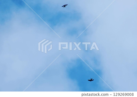 一隻燕子在雲層中飛翔 129269008