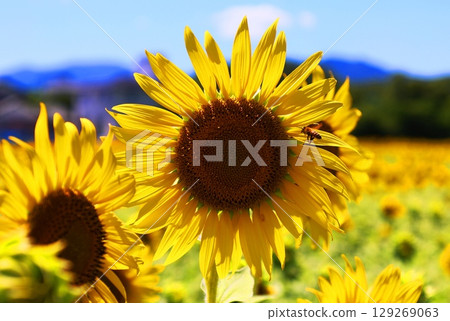 Sunflowers at Hyotanjima Park 129269063