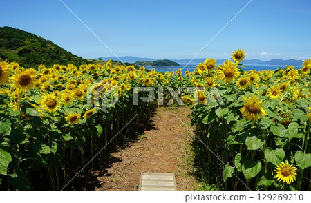 俯瞰大海的向日葵田 129269210