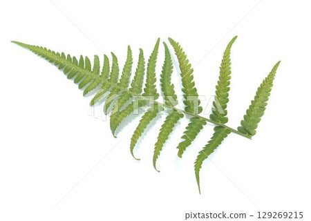 蕨葉 129269215