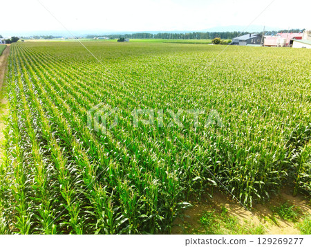 夏季北海道今金町玉米田的鳥瞰圖 夏季北海道今金町玉米田的鳥瞰圖 129269277