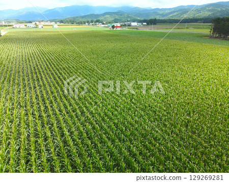 夏季北海道今金町玉米田的鳥瞰圖 夏季北海道今金町玉米田的鳥瞰圖 129269281