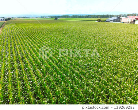 夏季北海道今金町玉米田的鳥瞰圖 夏季北海道今金町玉米田的鳥瞰圖 129269282