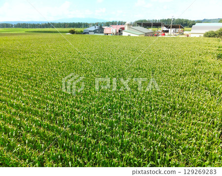 夏季北海道今金町玉米田的鳥瞰圖 夏季北海道今金町玉米田的鳥瞰圖 129269283