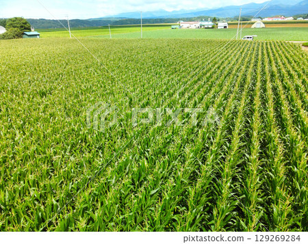 Aerial view of dent corn fields in Imakane Town, Hokkaido in summer Aerial view of dent corn fields in Imakane Town, Hokkaido in summer 129269284