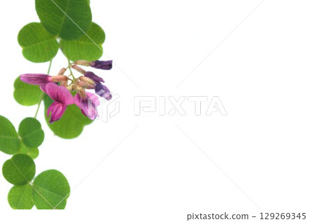 白色背景的萩花和葉子 129269345