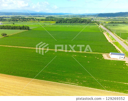 Aerial view of soybean fields in Imakane Town, Hokkaido in summer Aerial view of soybean fields in Imakane Town, Hokkaido in summer 129269352