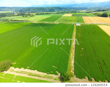 夏季北海道今金町大豆田的鳥瞰圖 129269354