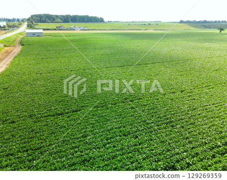 Aerial view of soybean fields in Imakane Town, Hokkaido in summer 129269359