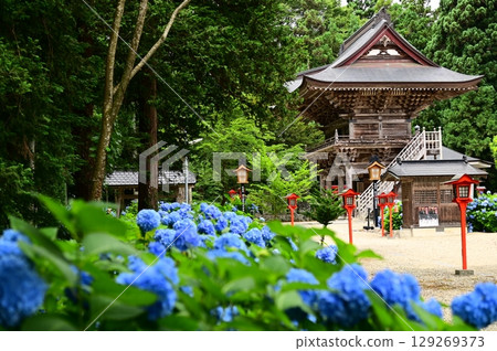 音羽山清水寺的繡球花盛開 音羽山清水寺的繡球花盛開 129269373
